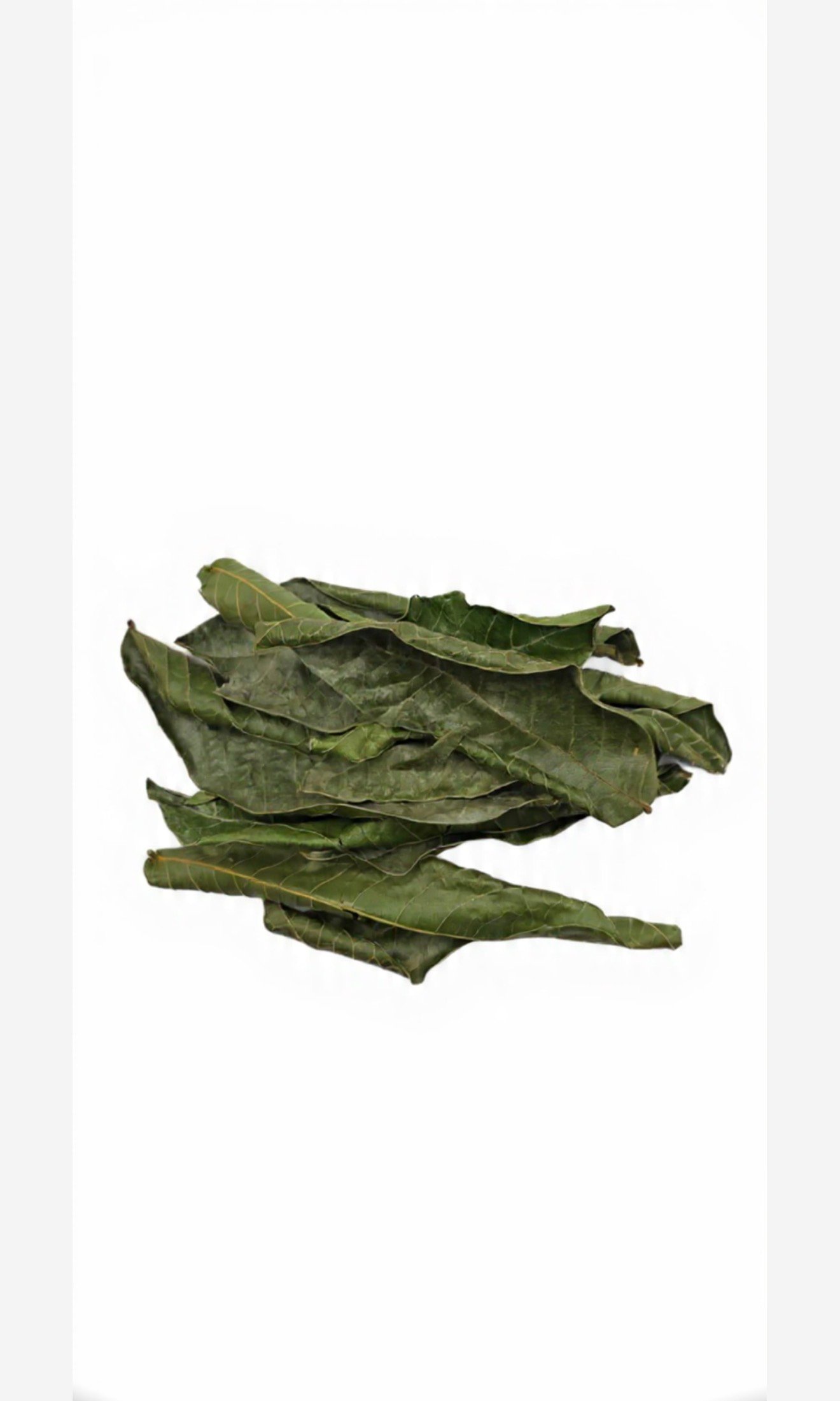 Soursop Leaves (Graviola Tea)