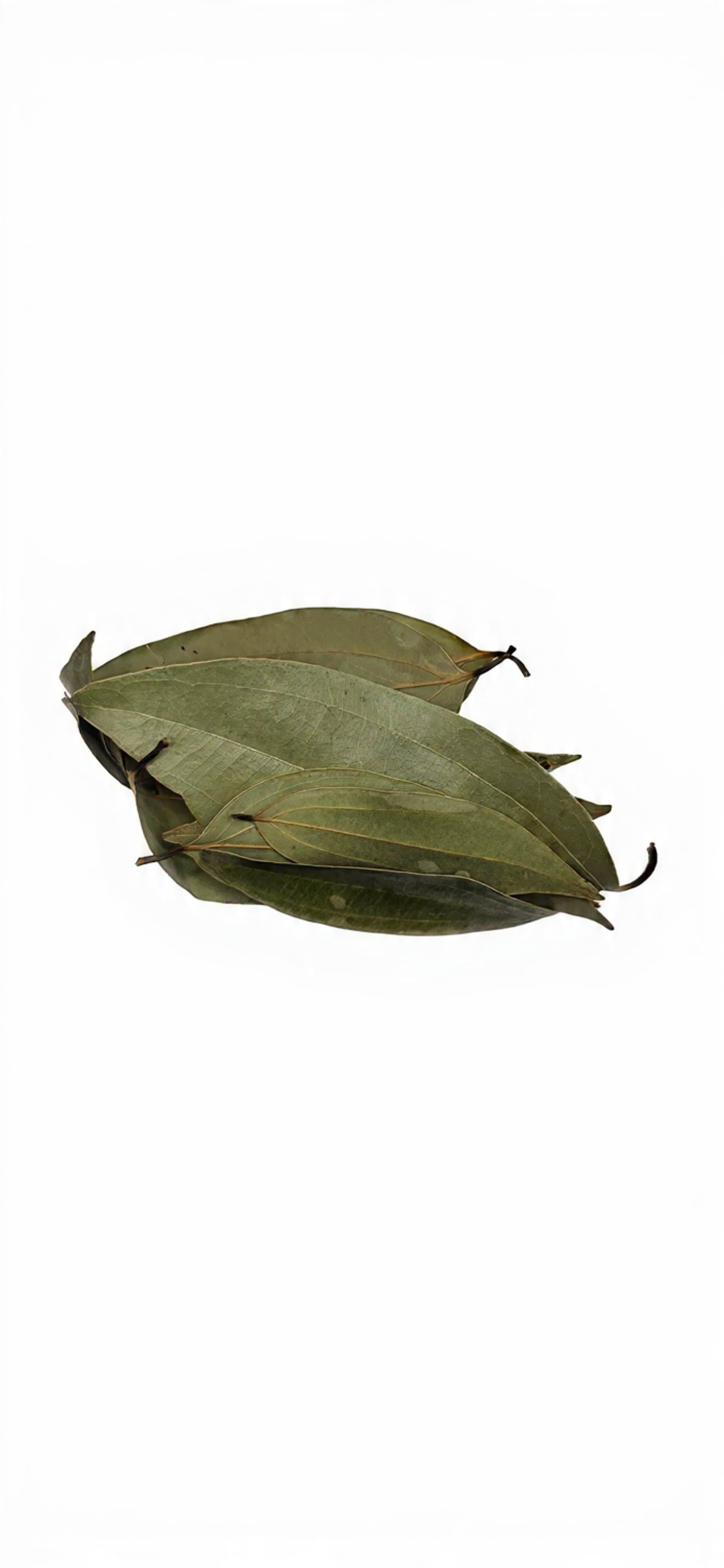 Neem Leaf